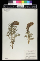 Phacelia sericea image