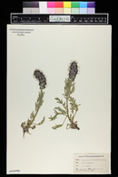 Phacelia sericea image