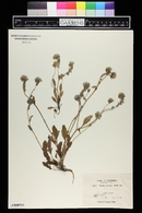 Phacelia divaricata image