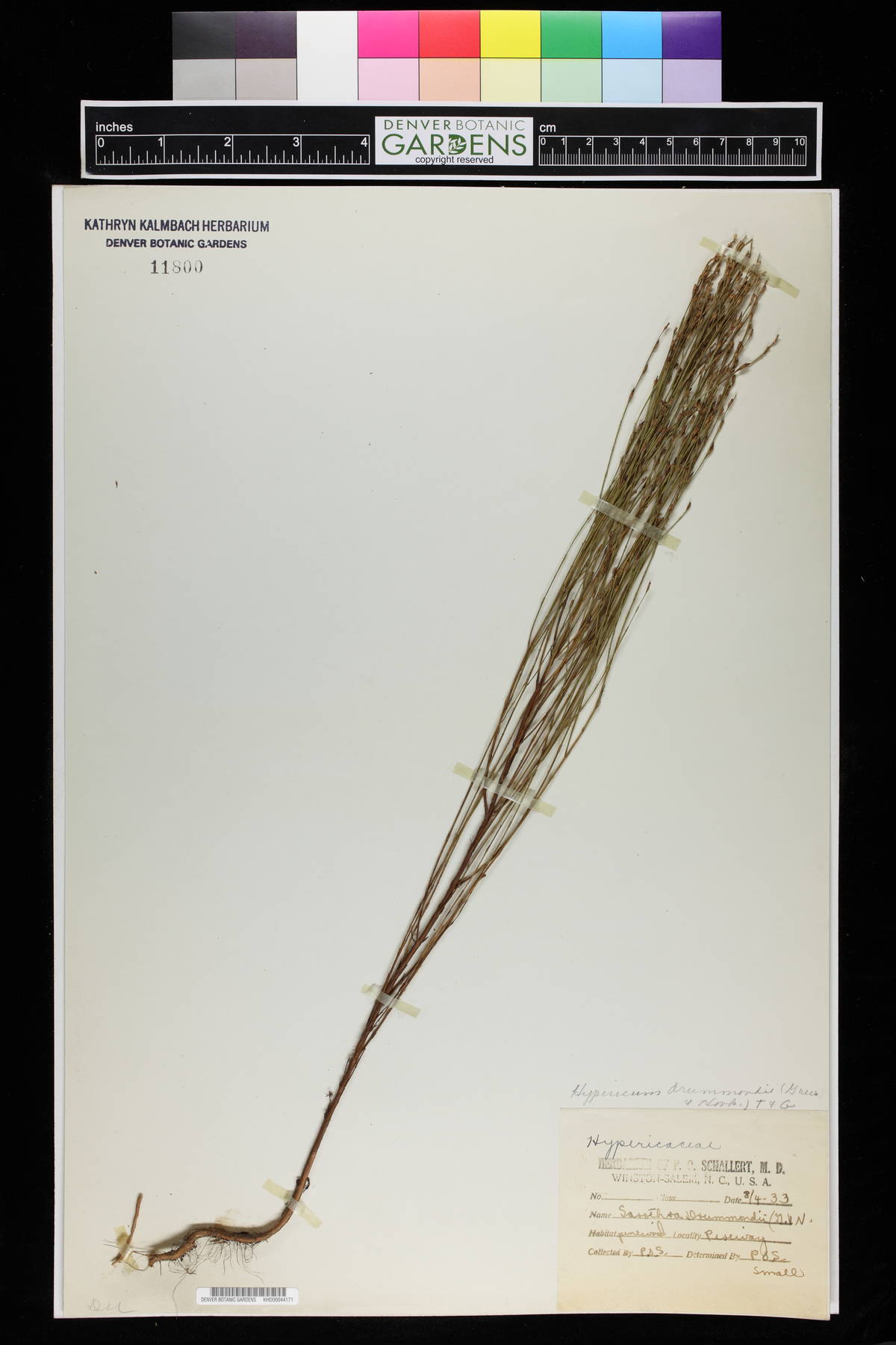 Sarothra drummondii image