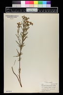 Hypericum sphaerocarpum var. turgidum image