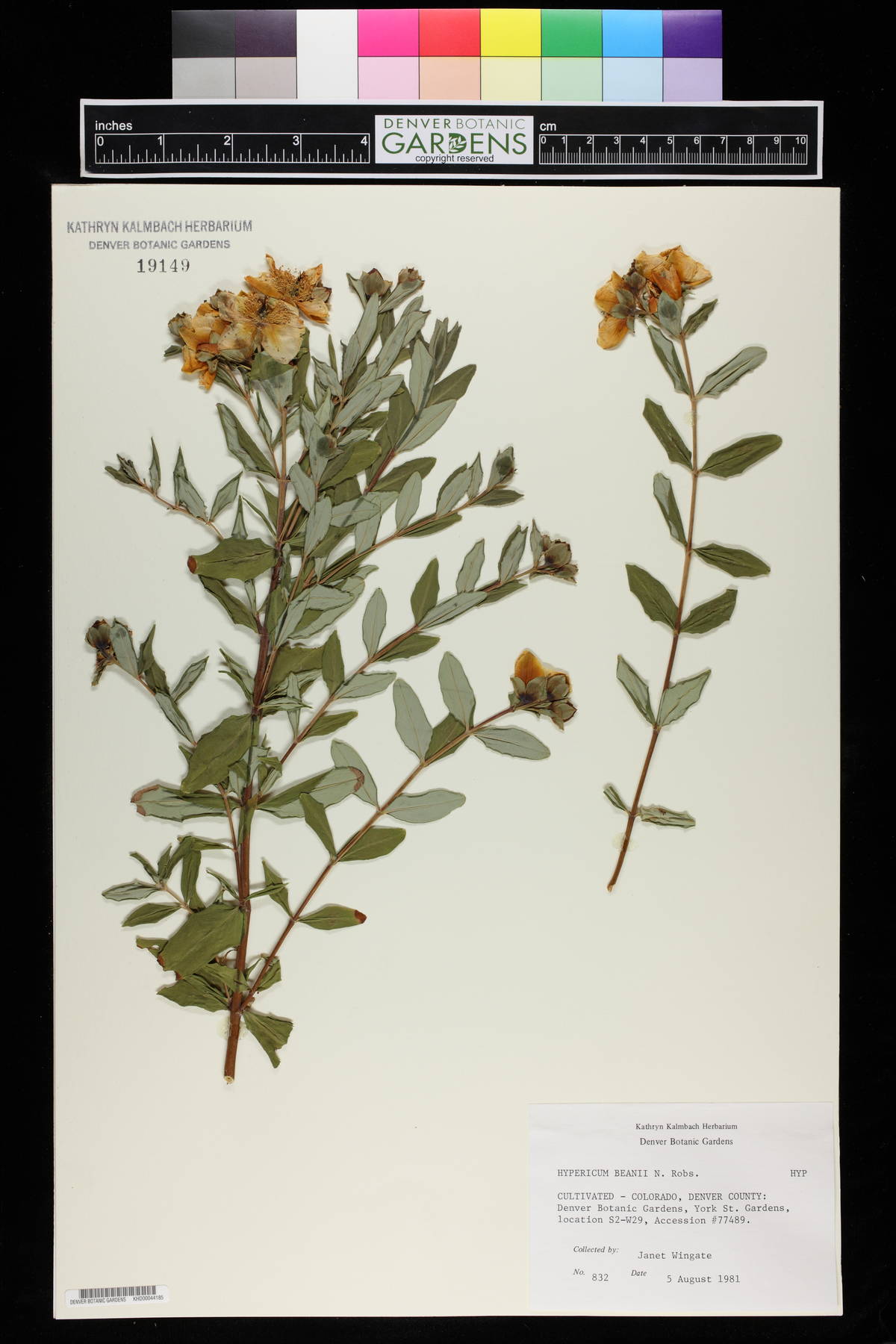 Hypericum beanii image