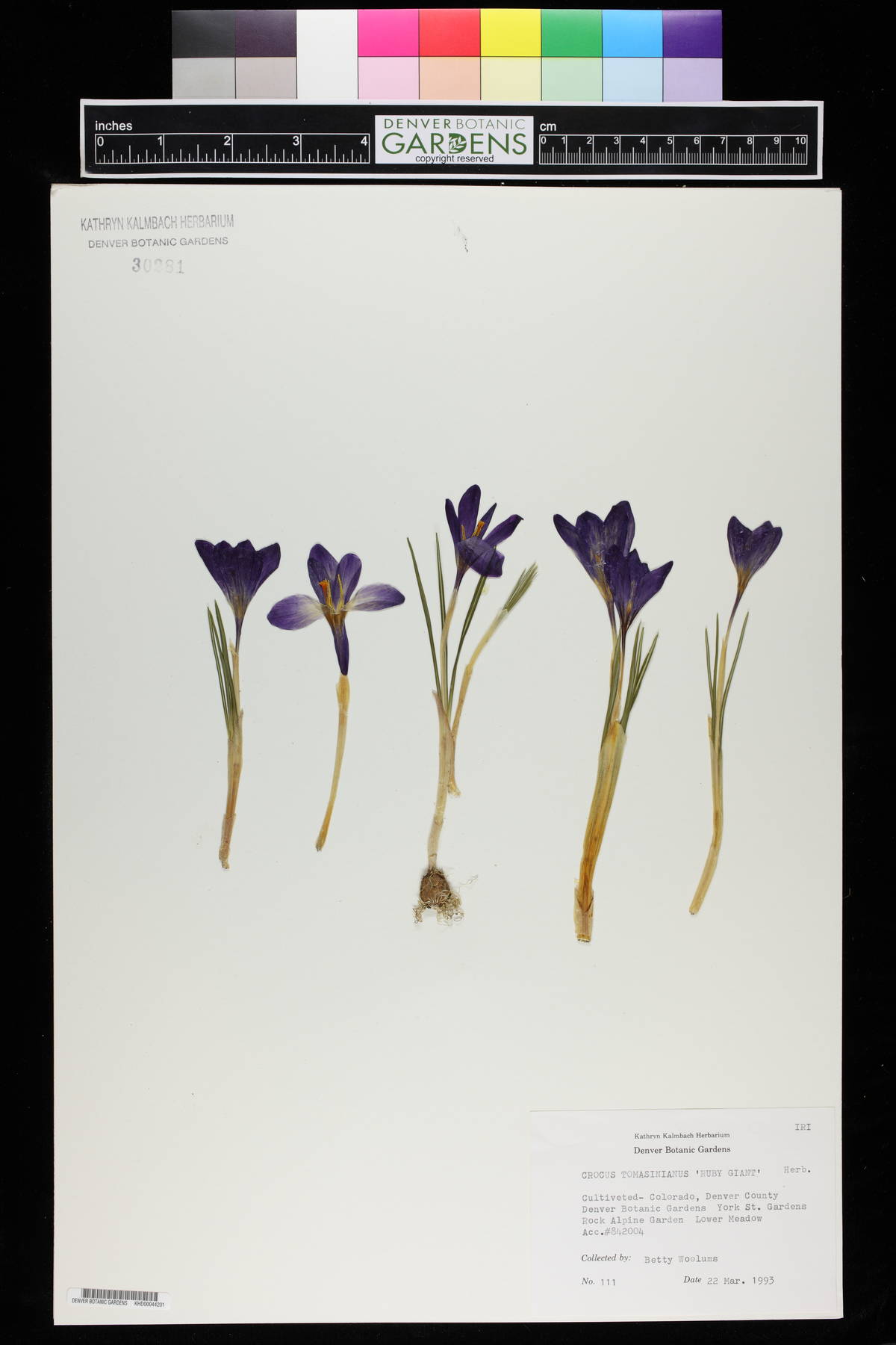Crocus tommasinianus image