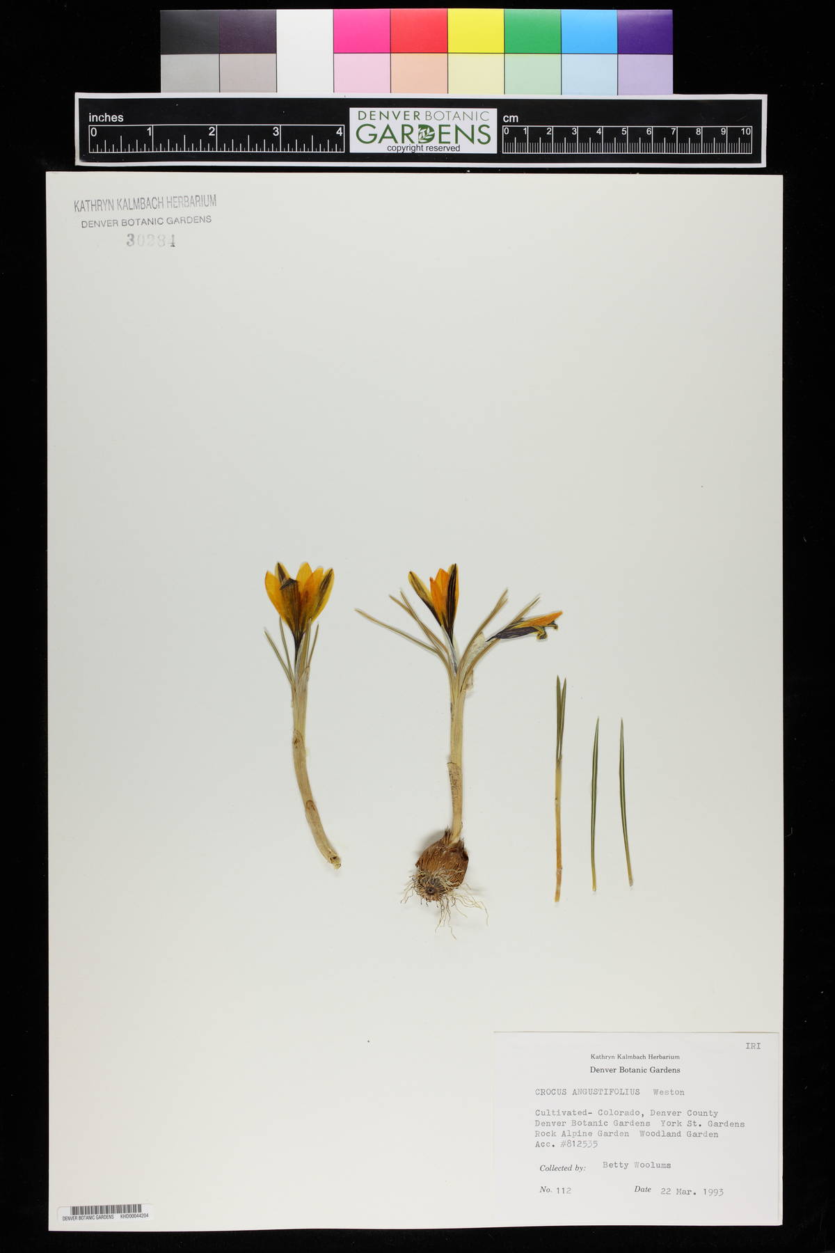 Crocus angustifolius image