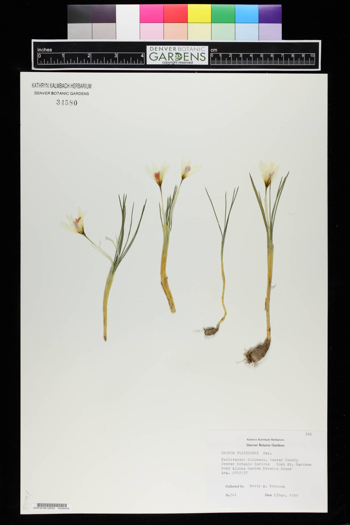 Crocus fleischeri image
