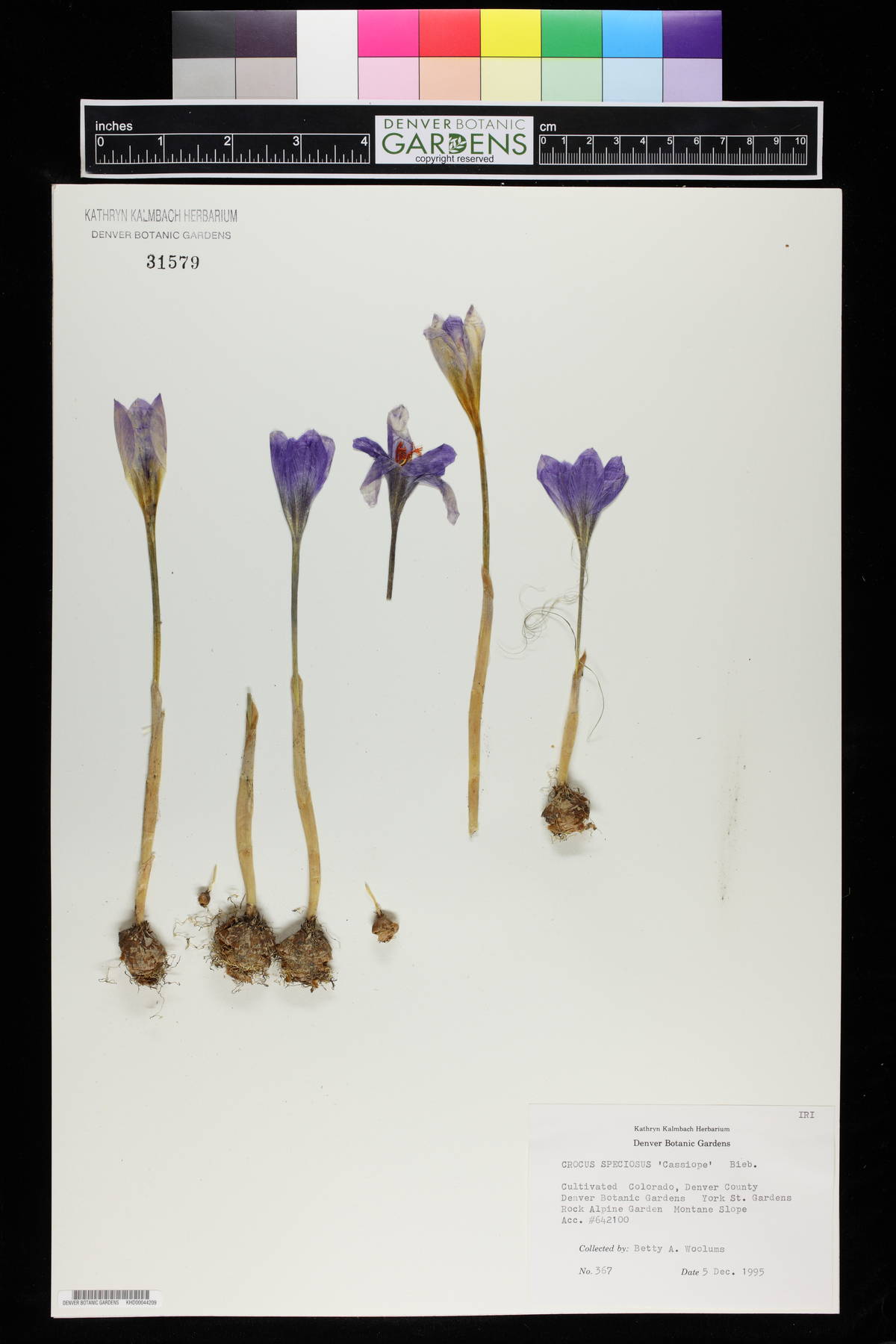 Crocus speciosus image