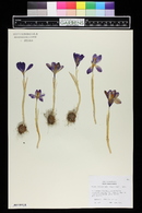 Crocus tommasinianus image