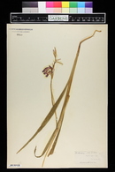 Gladiolus segetum image