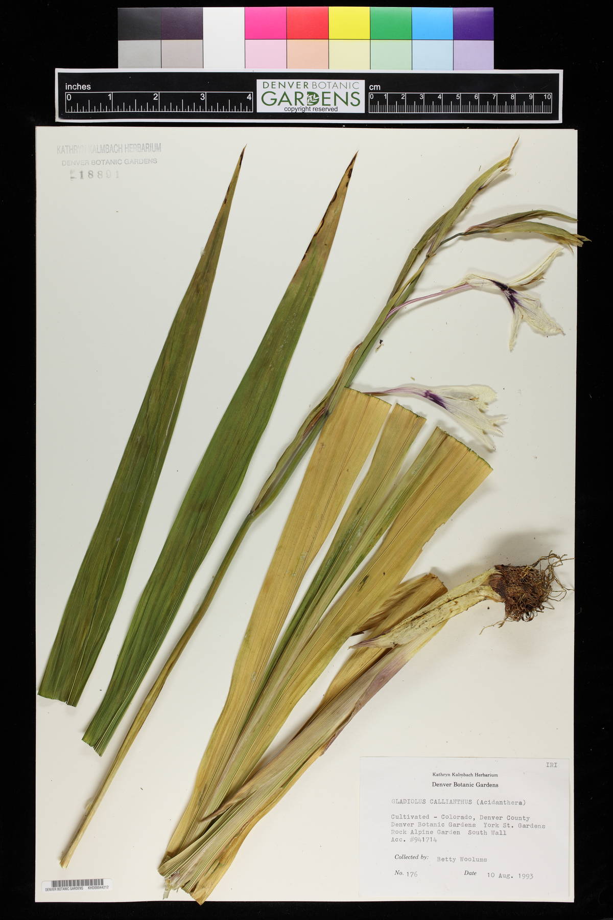 Gladiolus callianthus image