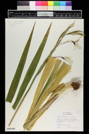 Gladiolus callianthus image