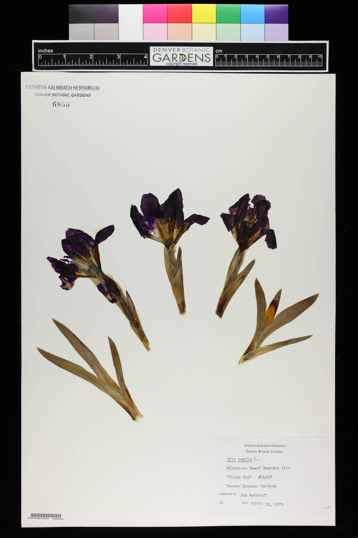 Iris pumila image