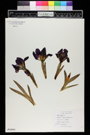 Iris pumila image