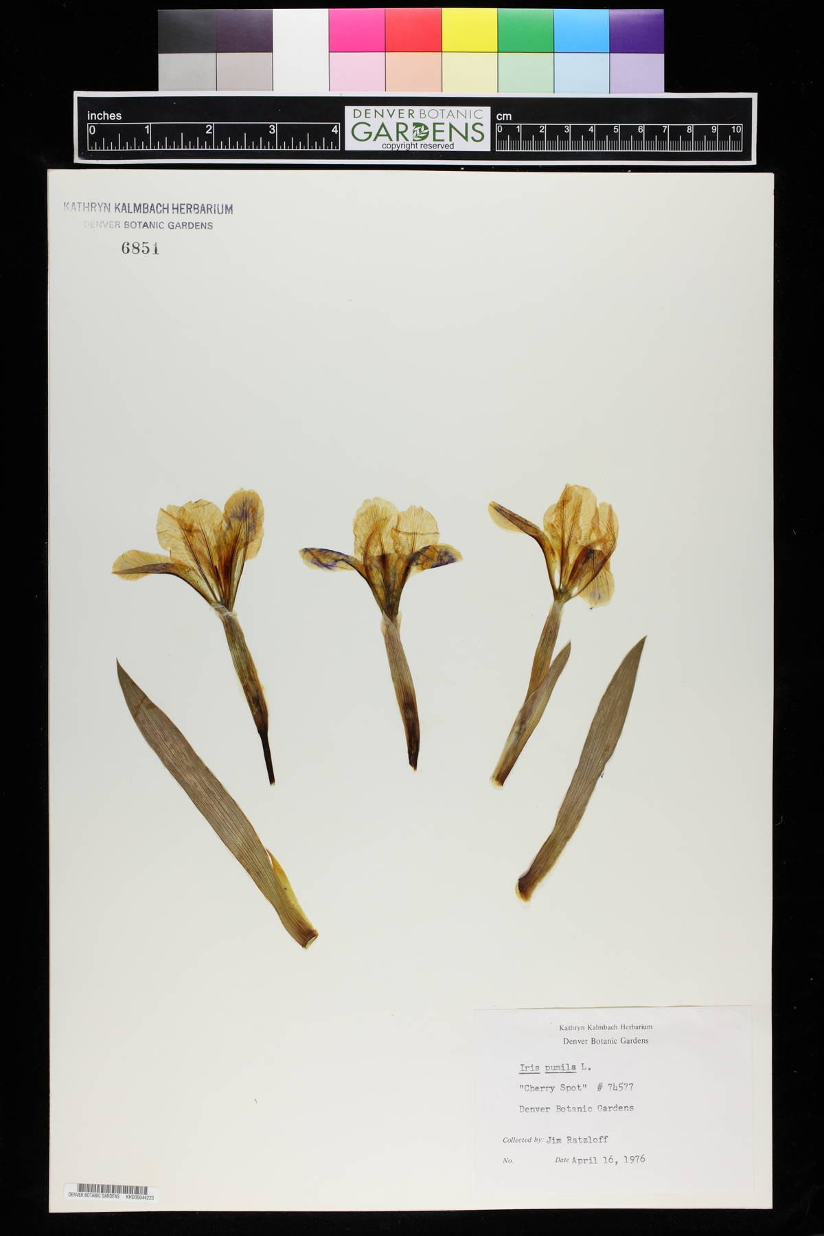 Iris pumila image