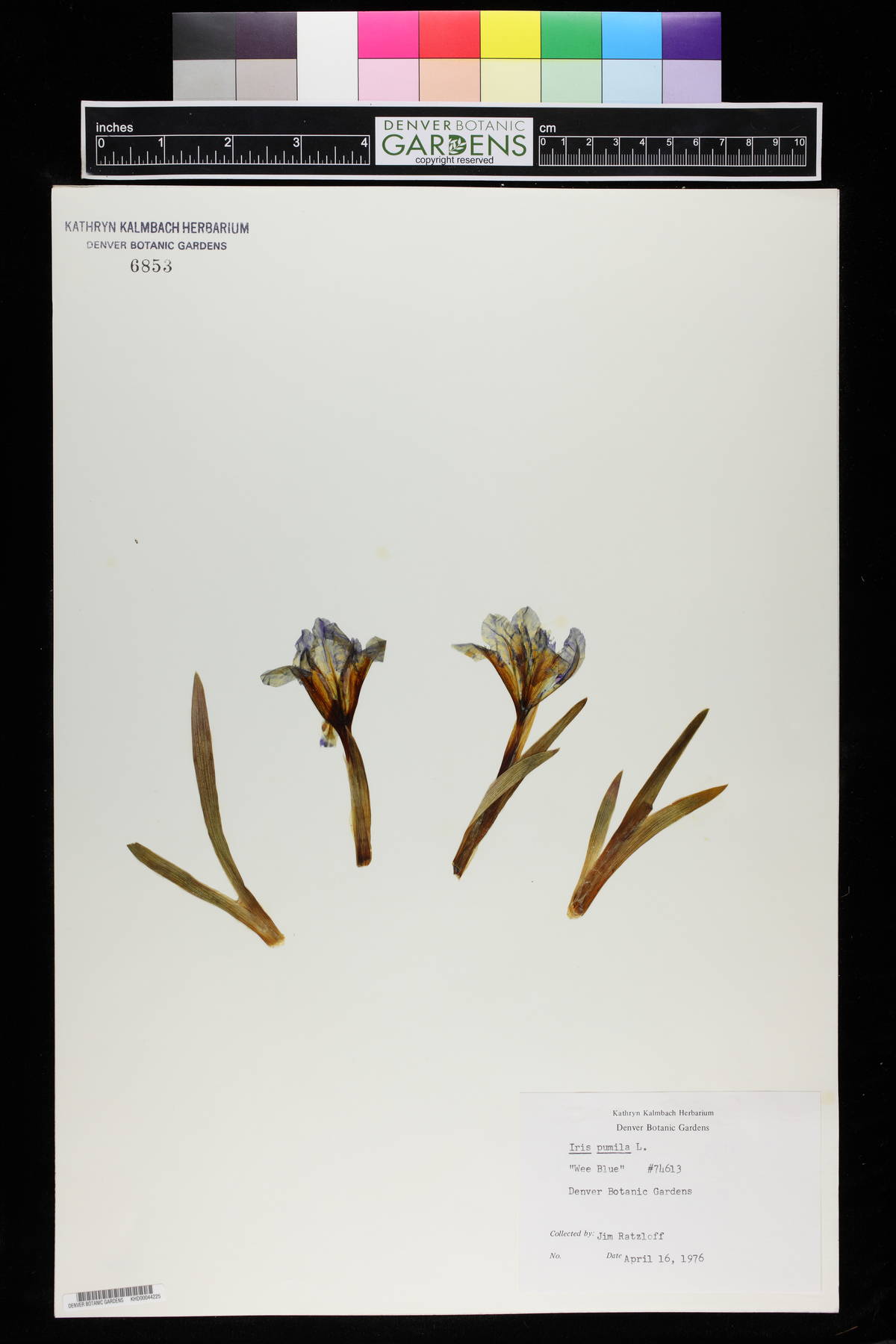 Iris pumila image