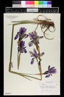 Iris sibirica image