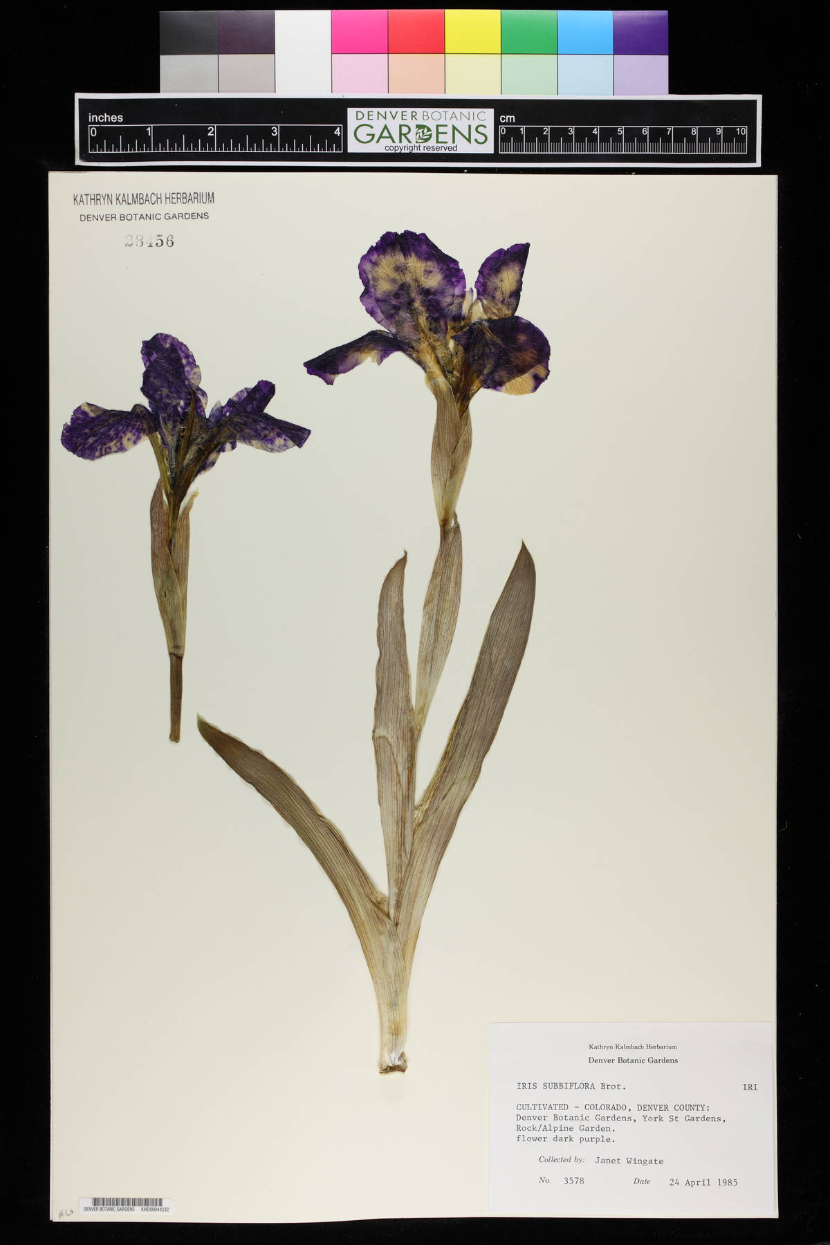 Iris lutescens image