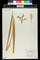 Iris giganticaerulea image