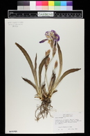 Iris aphylla image