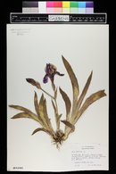 Iris aphylla image