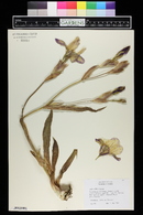 Iris scariosa image