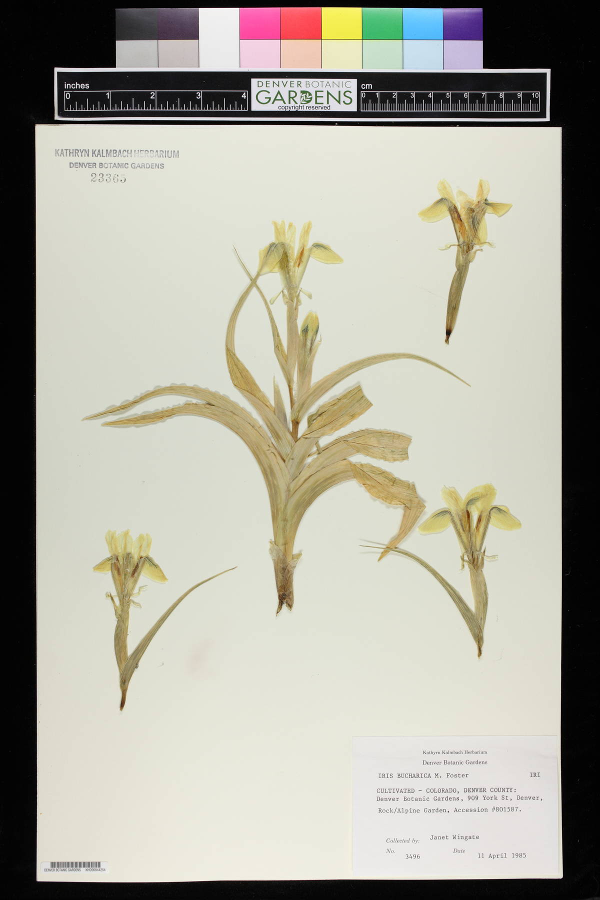 Iris bucharica image