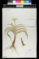 Iris bucharica image