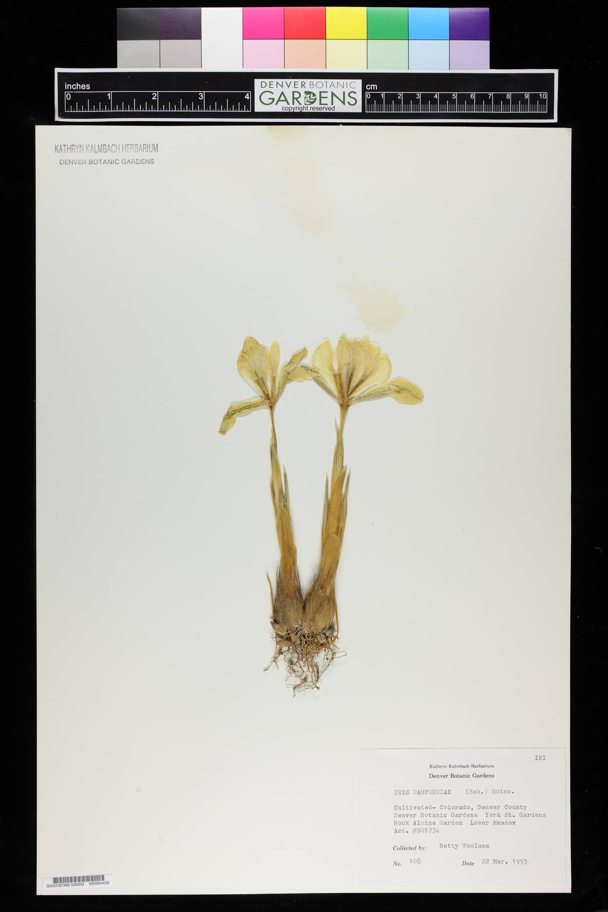 Iris danfordiae image
