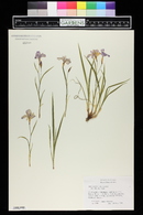 Iris pumila image