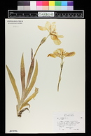 Iris tectorum image