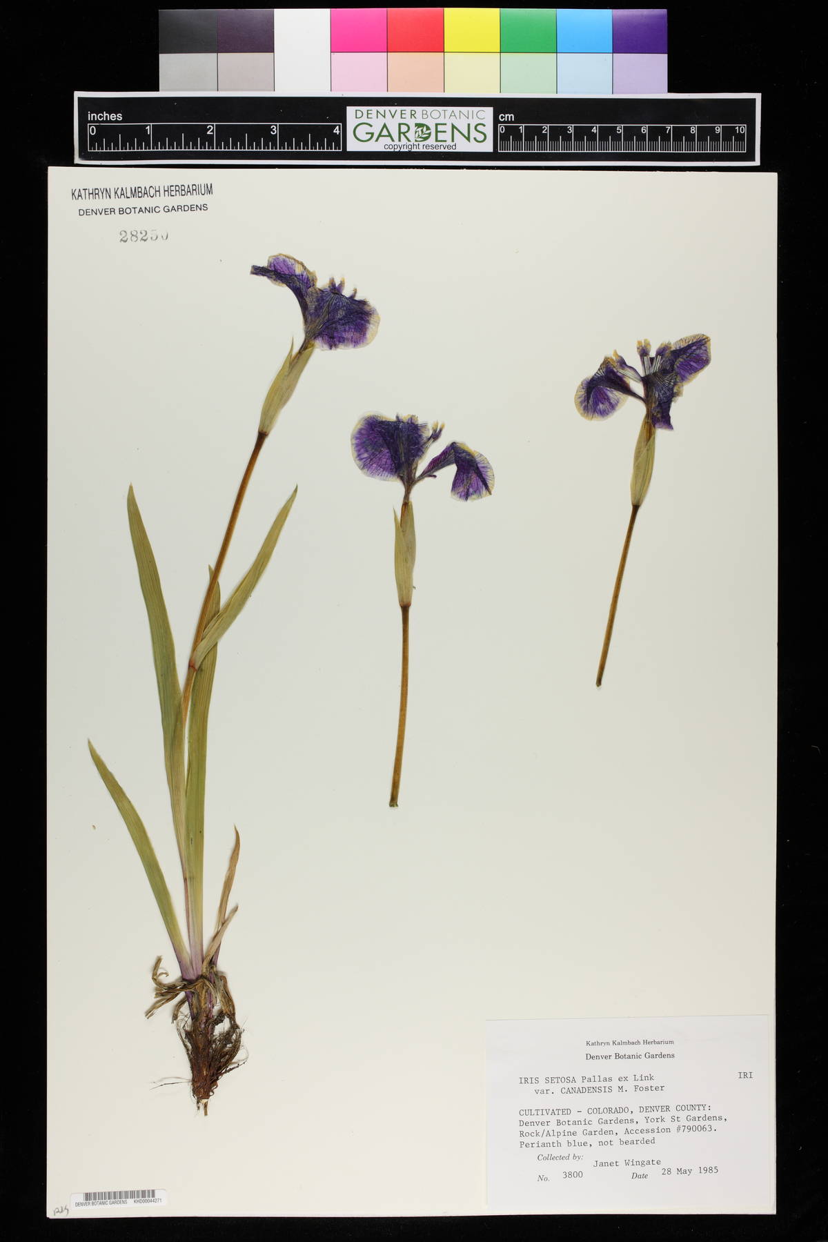 Iris setosa subsp. canadensis image