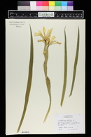 Iris halophila image