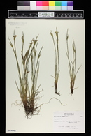 Sisyrinchium albidum image