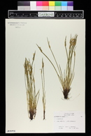 Sisyrinchium albidum image