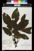 Carya glabra image