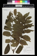 Juglans nigra image