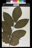 Juglans regia image