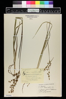 Juncus ensifolius image