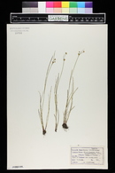 Juncus brachycarpus image