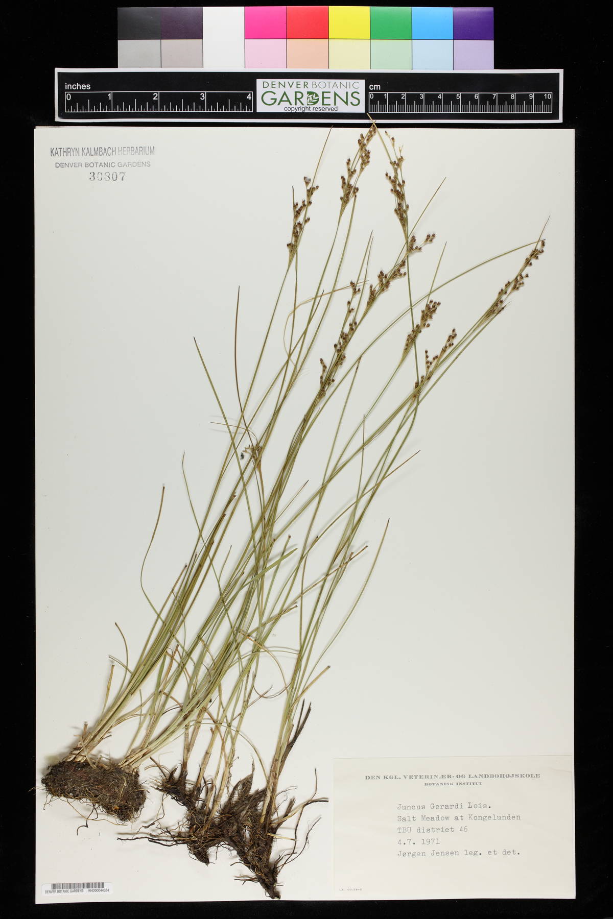 Juncus gerardii image