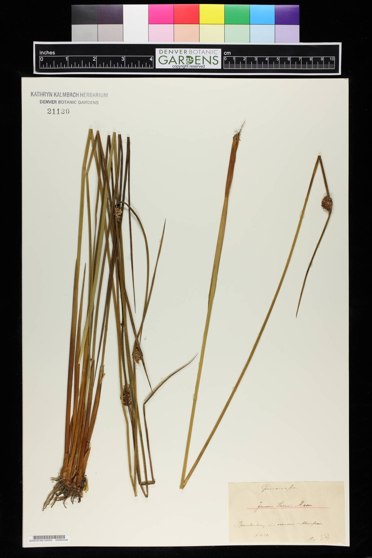 Juncus lesueurii image