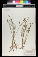 Juncus acuminatus image