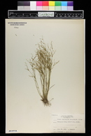 Juncus pelocarpus image