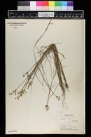 Juncus scirpoides image