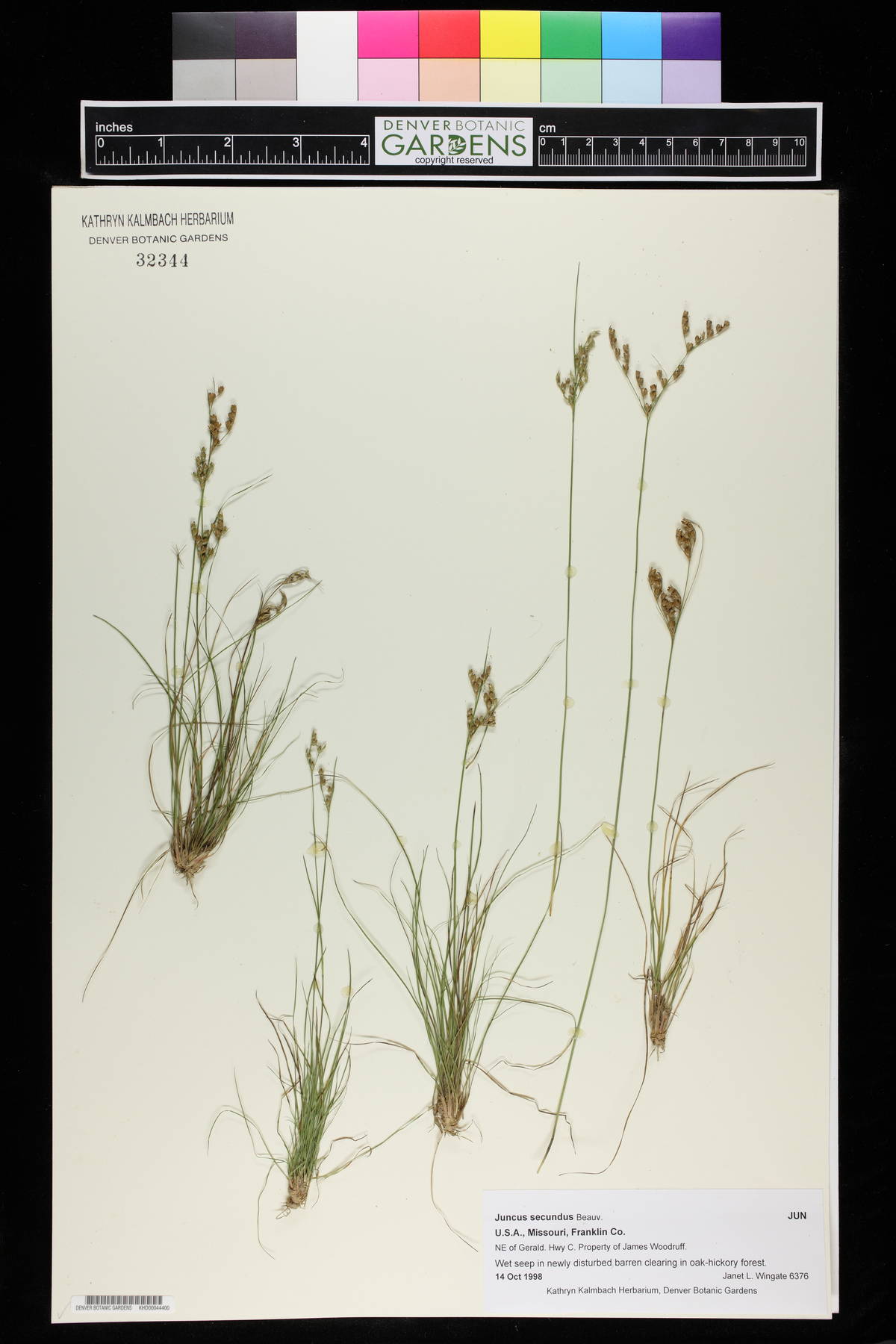 Juncus secundus image