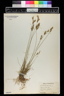 Juncus secundus image