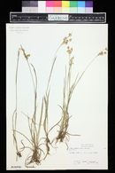 Luzula bulbosa image