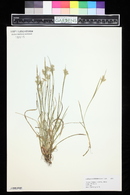 Luzula bulbosa image