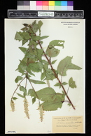 Agastache scrophulariifolia image