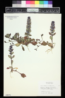 Ajuga reptans image