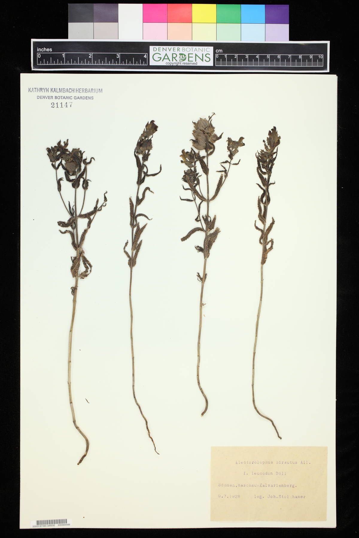 Rhinanthus alectorolophus image